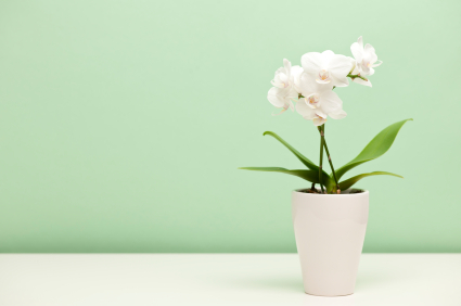 What would you rather look at: a stack of papers or a delicate orchid? Go on, give yourself the gift of a clean desk- it's a great place for flowers!